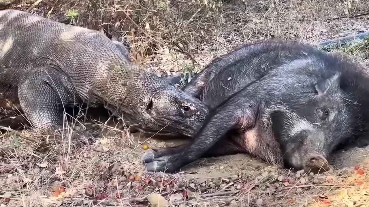 This wild boar has a hard time escaping from salamanders