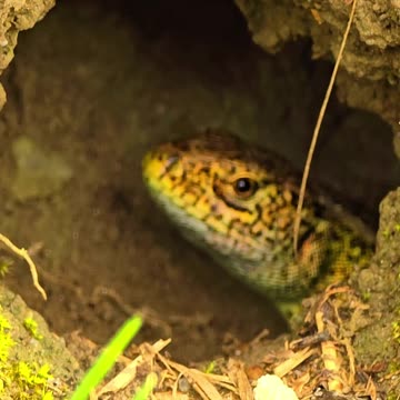 Lizard suddenly looks out of a cave / a beautiful reptile.