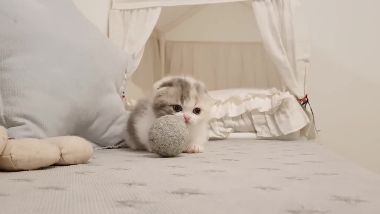 cute kitten with short legs