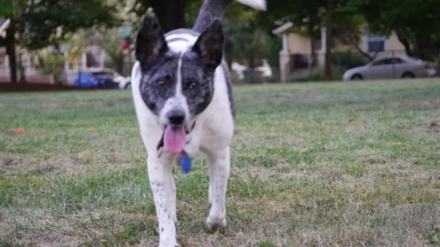Dog Walking On Grass