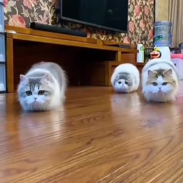 Funny Cats LOL