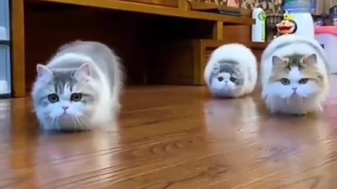 Funny Cats LOL