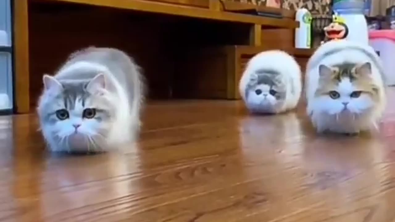 Funny Cats LOL