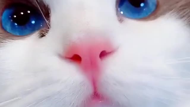 omg cat Blue eyes😱😱😺🥰🥰