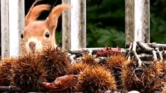 The Squirrel got the breakfast I prepared for him