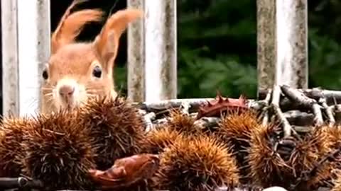 The Squirrel got the breakfast I prepared for him