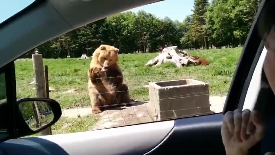 cute bear