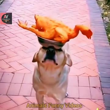 Wow Very Amazing Dog Video | Worlds Best Legend Dog Animals | Animals Funny Videos #shorts #animals