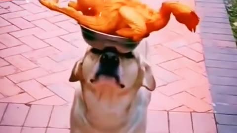 Wow Very Amazing Dog Video | Worlds Best Legend Dog Animals | Animals Funny Videos #shorts #animals