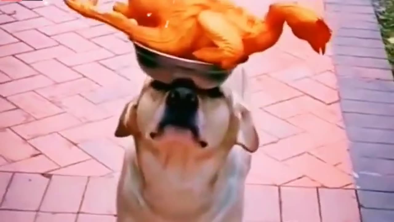 Wow Very Amazing Dog Video | Worlds Best Legend Dog Animals | Animals Funny Videos #shorts #animals