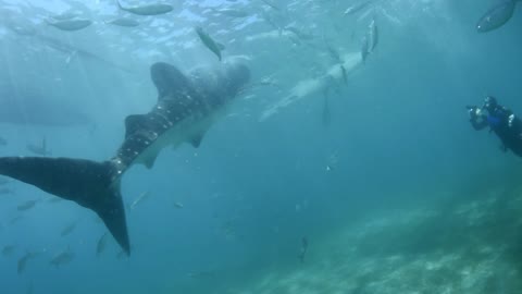 Whale Shark in our Mist