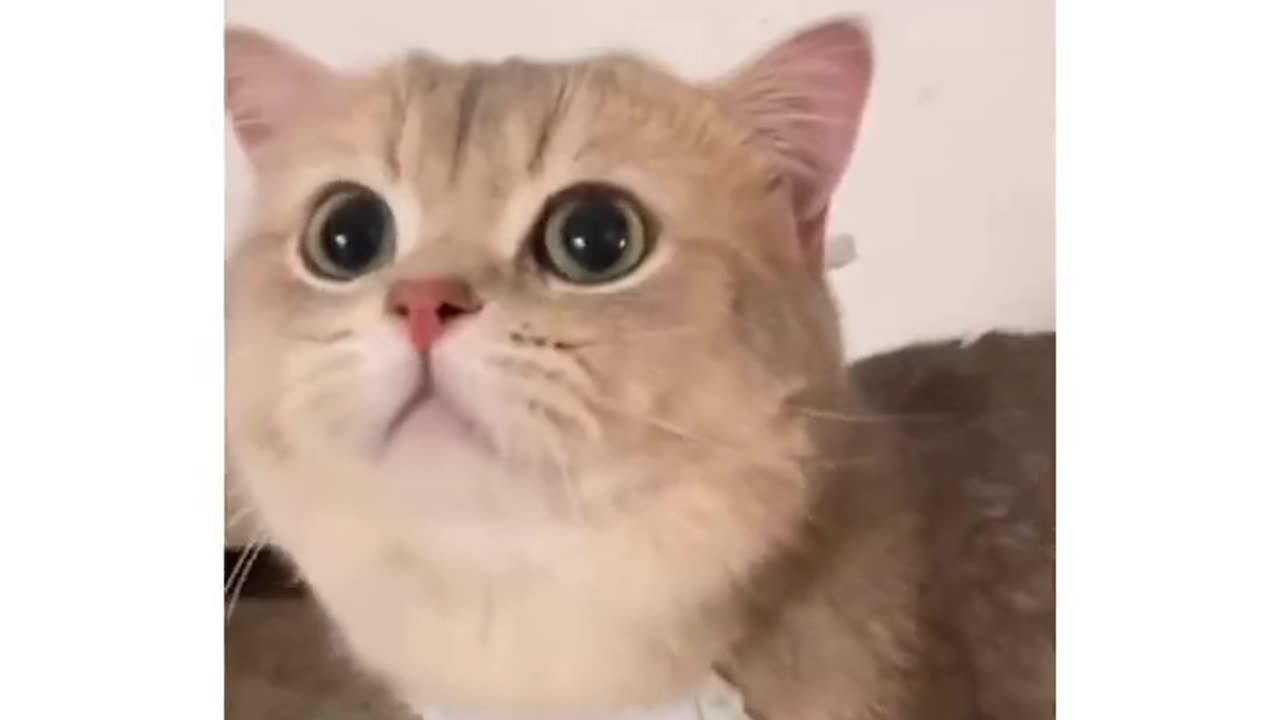 Cute meowing cat.