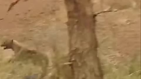 Hyena Almost Gets Eaten by 2 Lions: Cool Footage