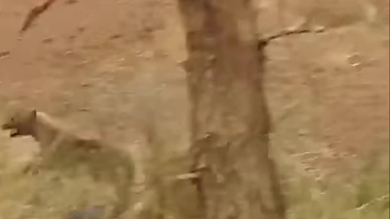 Hyena Almost Gets Eaten by 2 Lions: Cool Footage