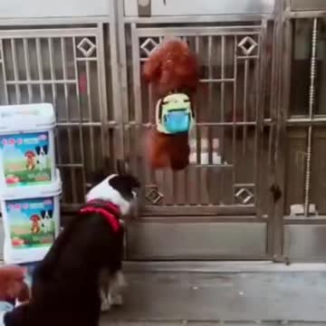 PETS NEVER LIE ABOUT LOVE-32 #shorts