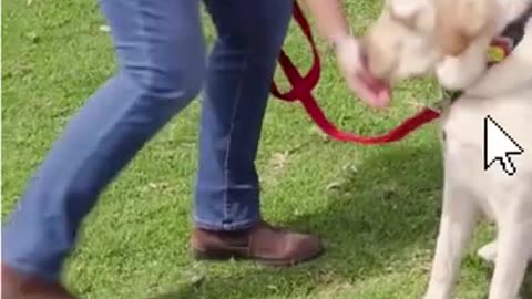 Advance dogs training