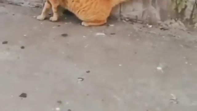 cat catching rat like play together