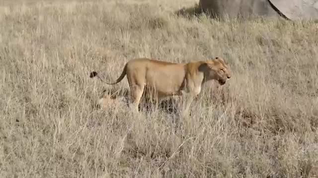 Lion Cubs First Outdoor Adventure