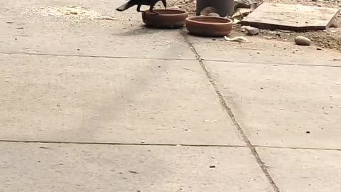 Intelligent Crow