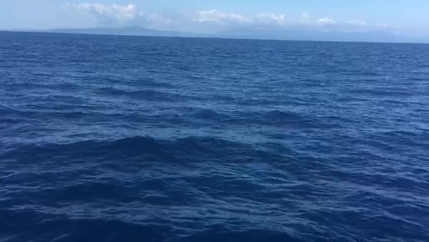 Huge Black Marlin Leaps out of the Water and Awes Fisherman