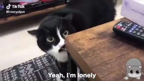 Cats talking and speaking english better than humans