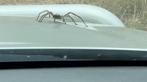 Spider Crawls Out of Engine Bay