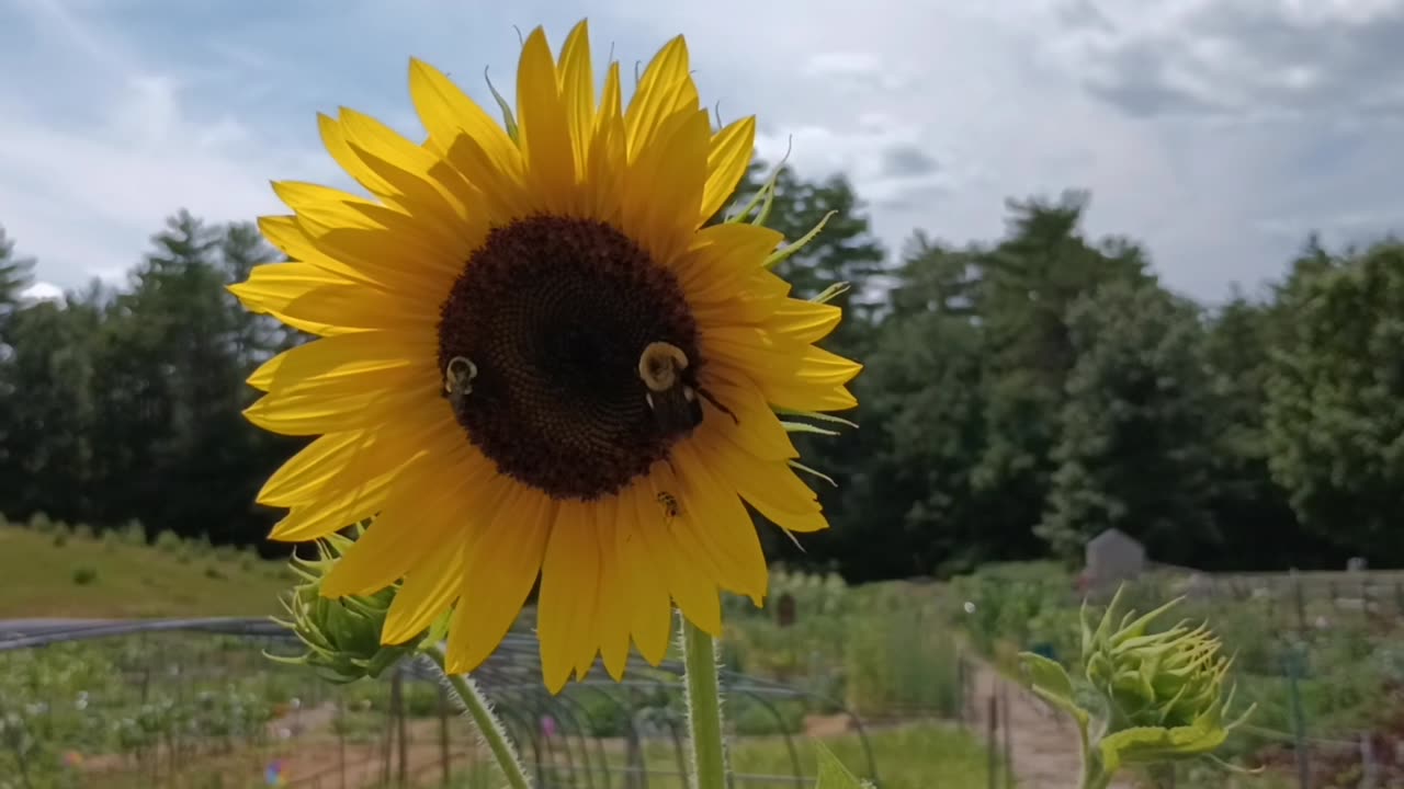 Sunflower