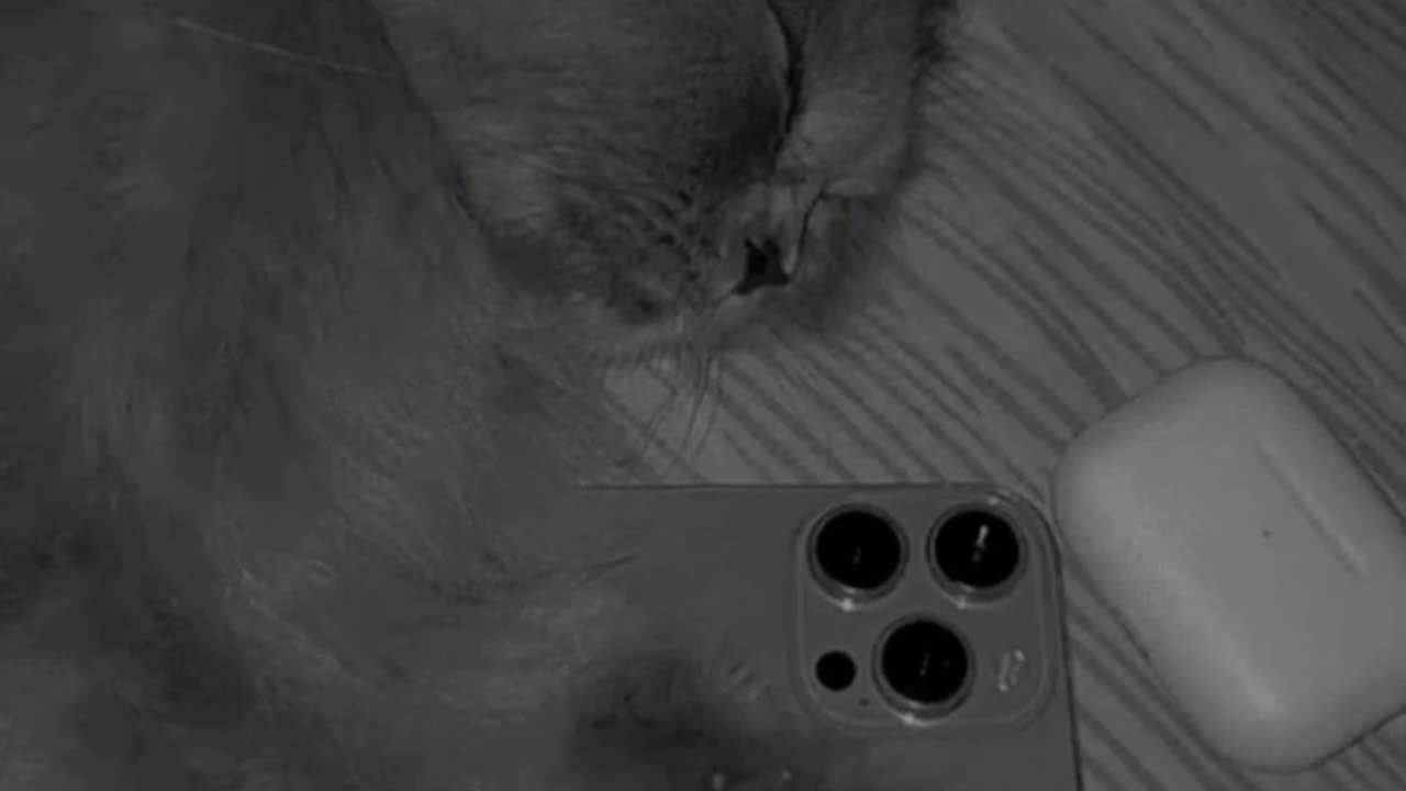 Cute cat listing a Nusrat Fateh Ali Khan kawali🤭🥵