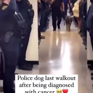 Police dog last walkout after being diagnosed with cancer