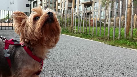 amazing Yorkie Lucy Yorkshire terrier