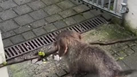 funny animals video