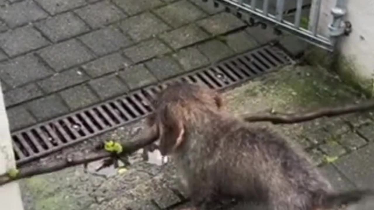 funny animals video