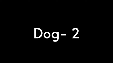 animal crazy sounds for funny videos