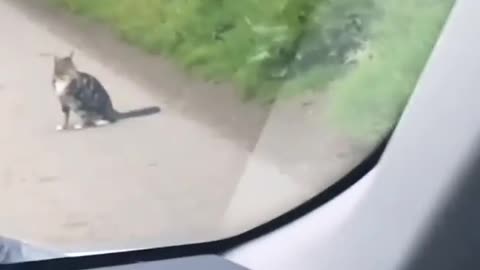 Real life tom and jerry