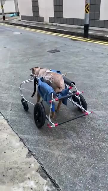 Perrito rescatado de las calles lucha por su vida tras sobrevivir a una gran intervención (2)