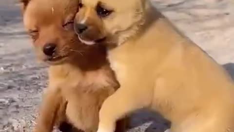 Lovely Animals video