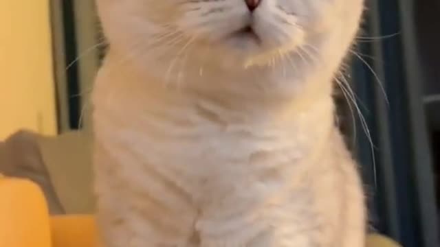 Funny cat