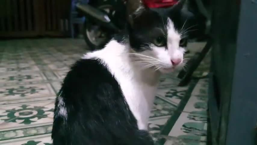 My Cute Pets Cat and Puppy Dog Funny Moment