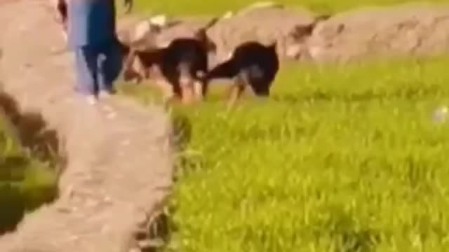 Dogs running