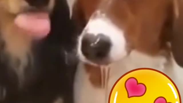 dog taking a bath with his friend