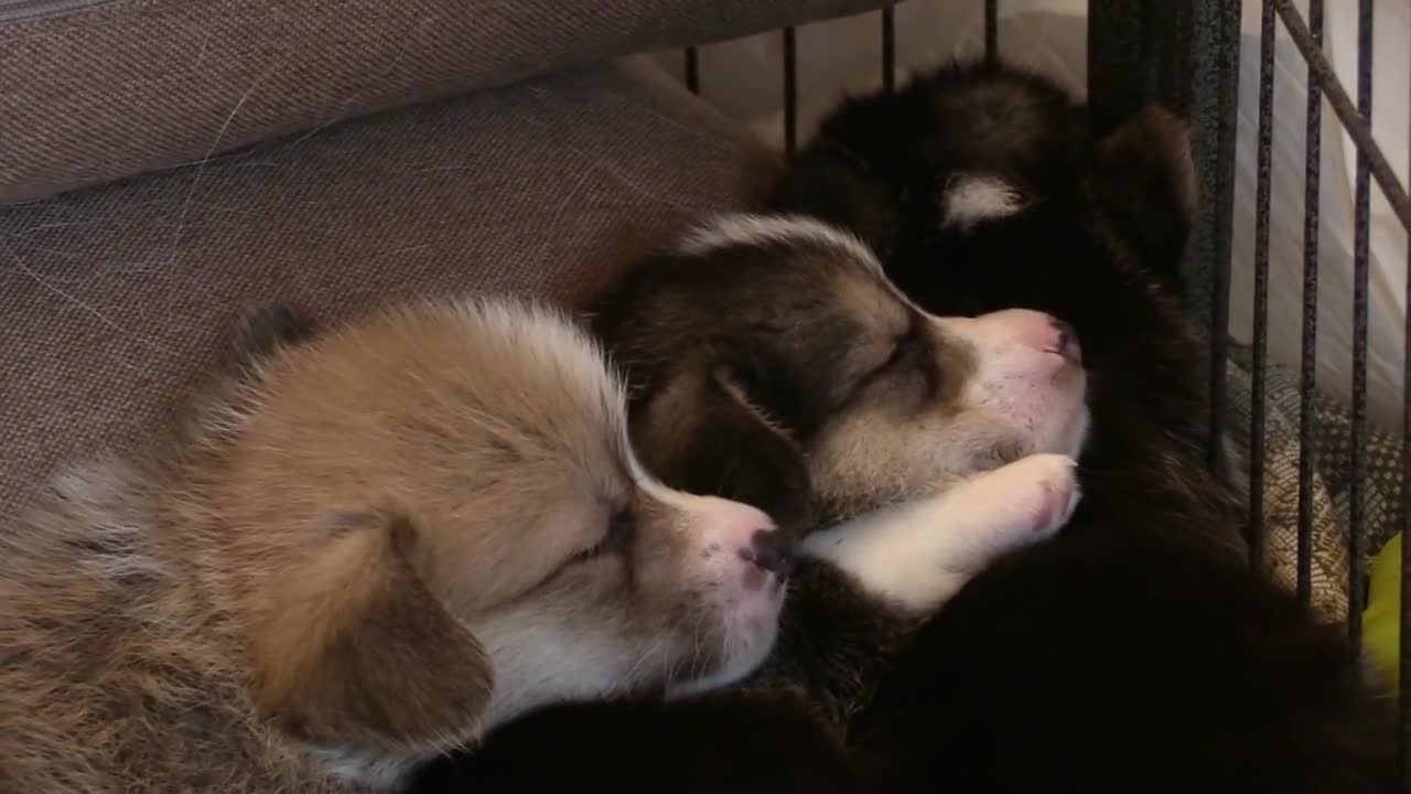 Chiot Corgi Dormir Jouets/. Pattes Somnolent.