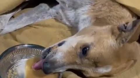 Dog _ Dog rip video _ Dogs video _ help dogs _ #shorts #dogs #puppy