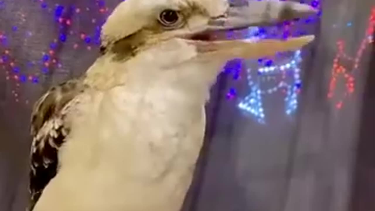 Wake Up Call Of A Kookaburra #shorts #shortvideo #video #virals #videoviral