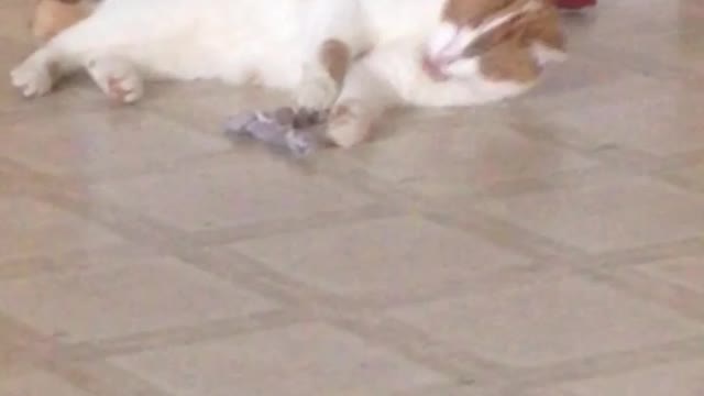 Stray learning to play again