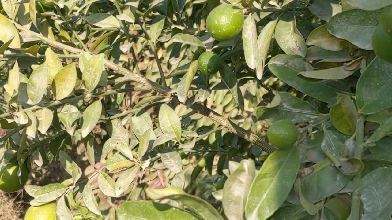 Green Lemons