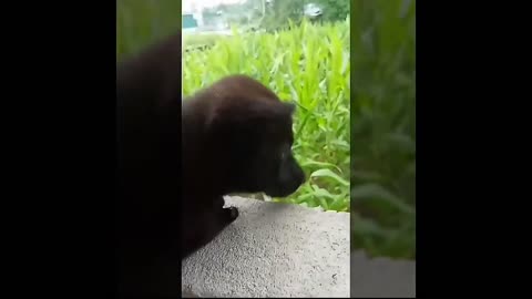 When the dog's welcome