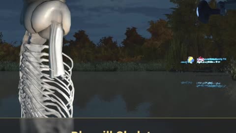 Bluegill Skeleton Halloween Emerald lake, Fishing Planet pc