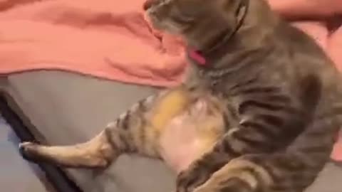 Random Cat action 😂