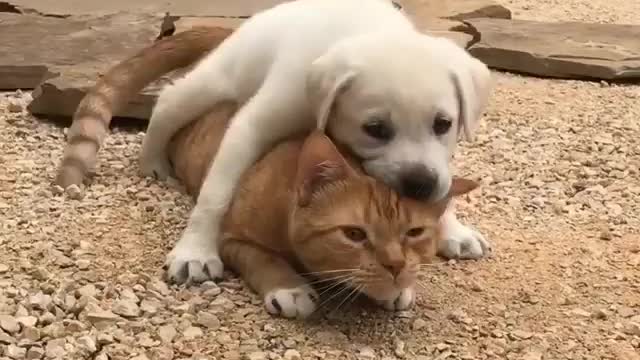 Baby Dog and Cat Funny Moment Compilation