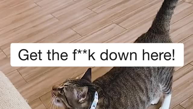 The revenge of the gray cat💥, plz see the end